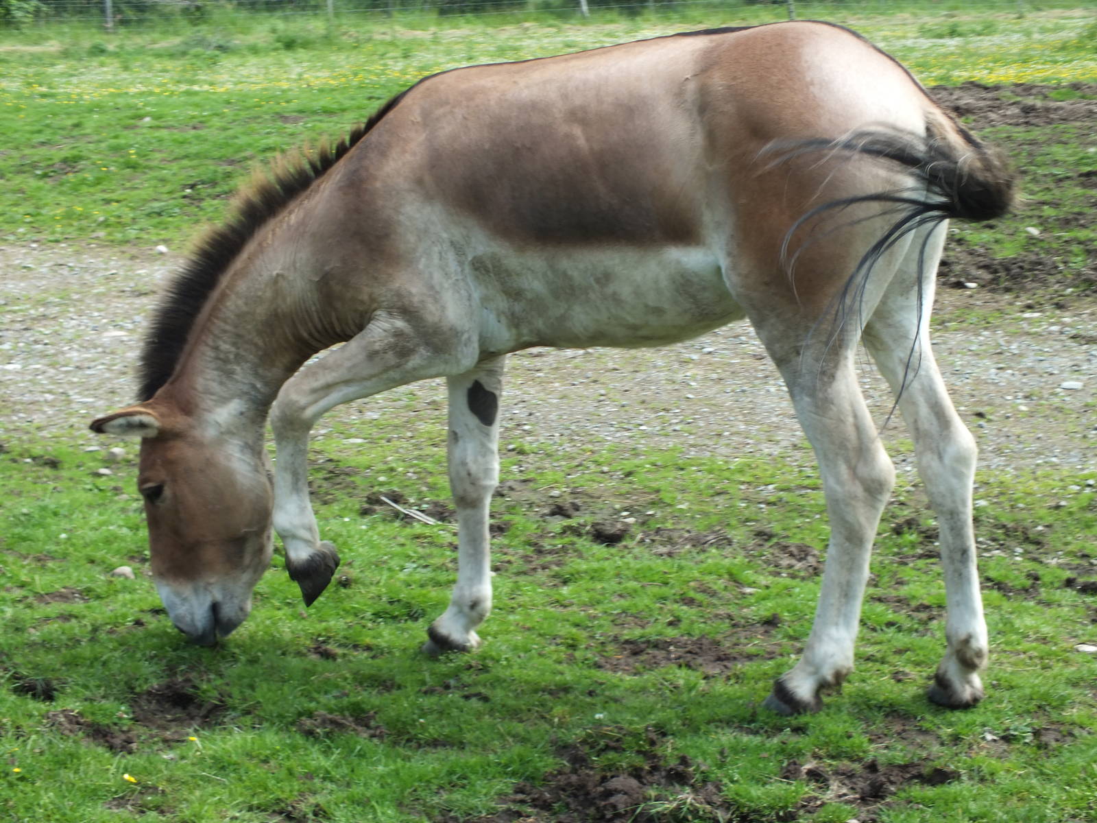 Eastern Kiang (Equus kiang holdereri) at Highland Wildlife Park - July 5th