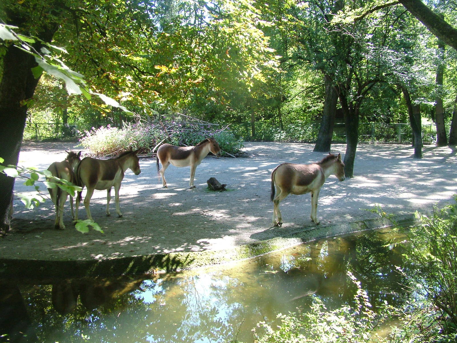 Eastern Kiang (Equus kiang holdereri) at Munich Zoo 2006