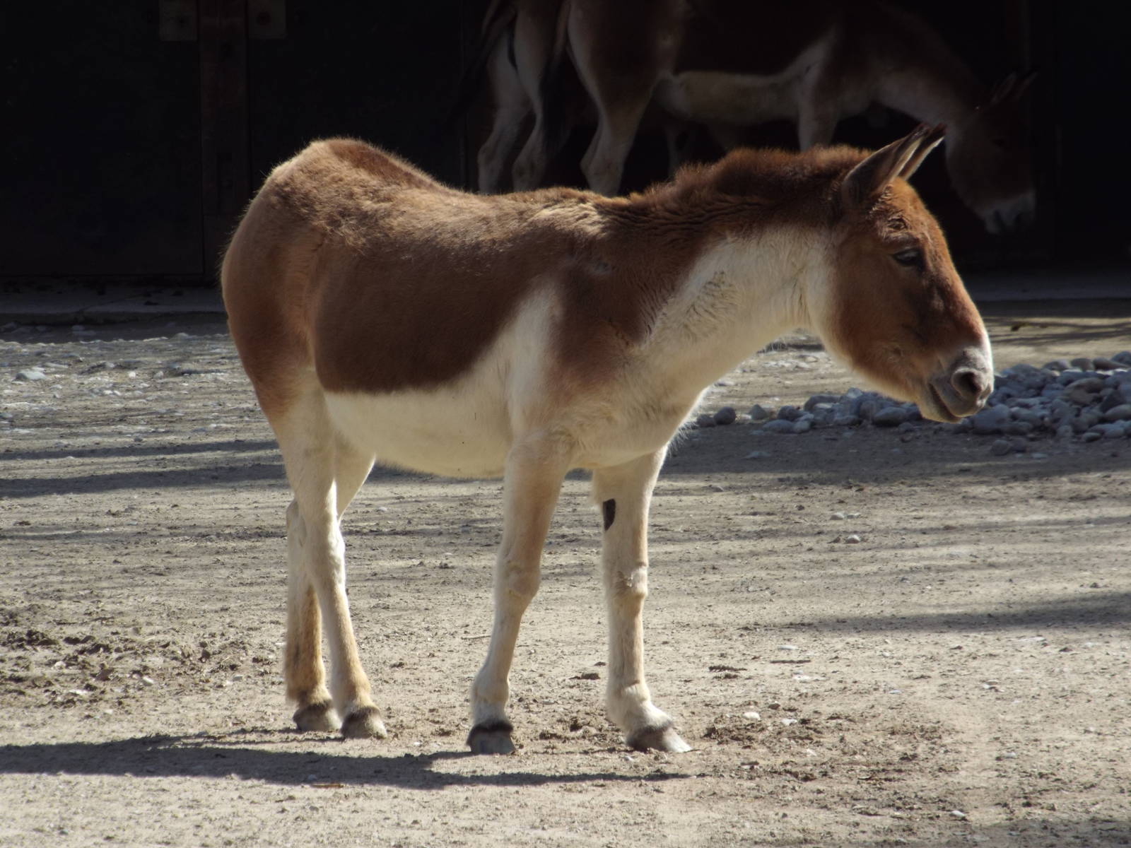 Eastern Kiang (Equus kiang holdereri) at Tierpark Hellabrunn - April 9th 20