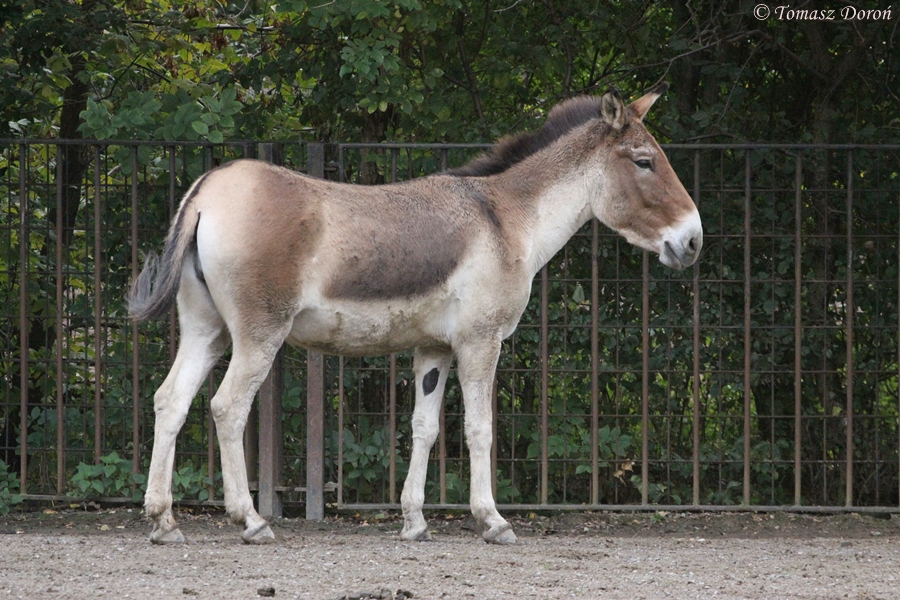 Eastern Kiang (Equus kiang holdereri)