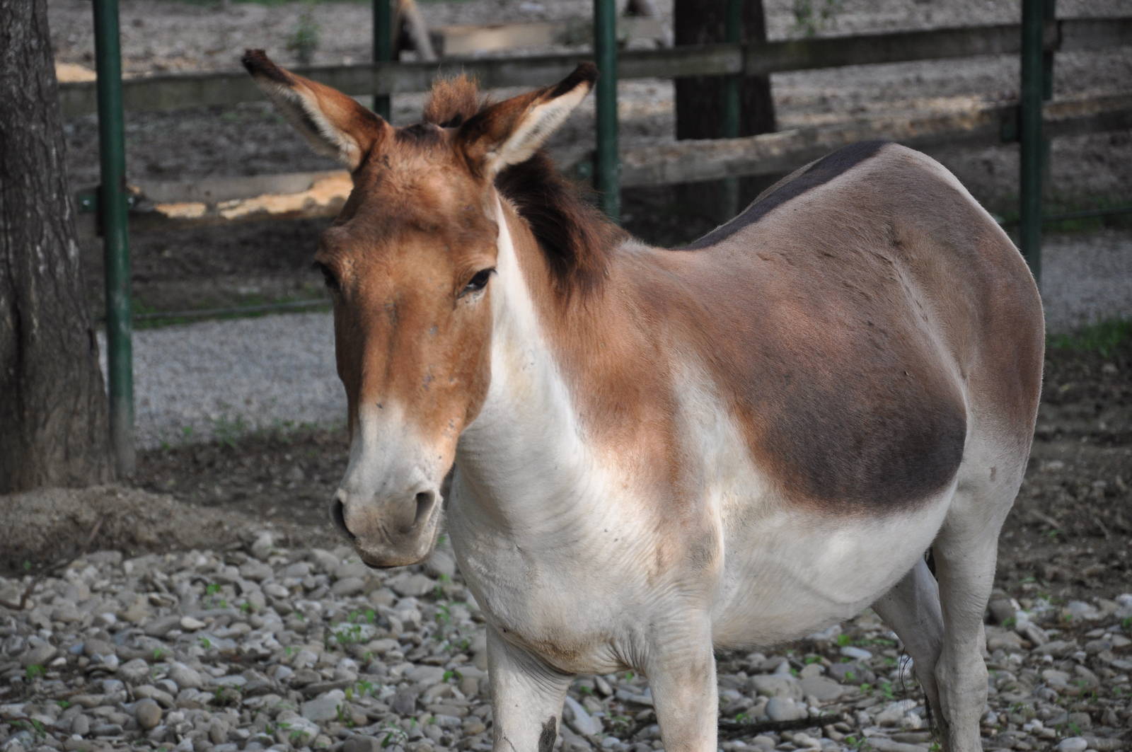 Eastern kiang/ Equus kiang holdereri