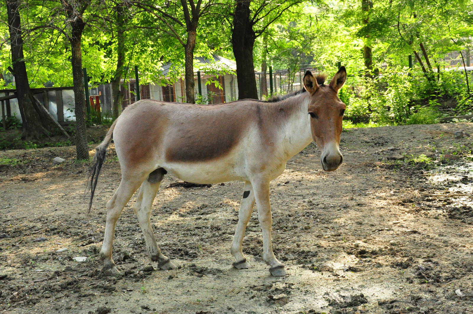 Eastern kiang/ Equus kiang holdereri