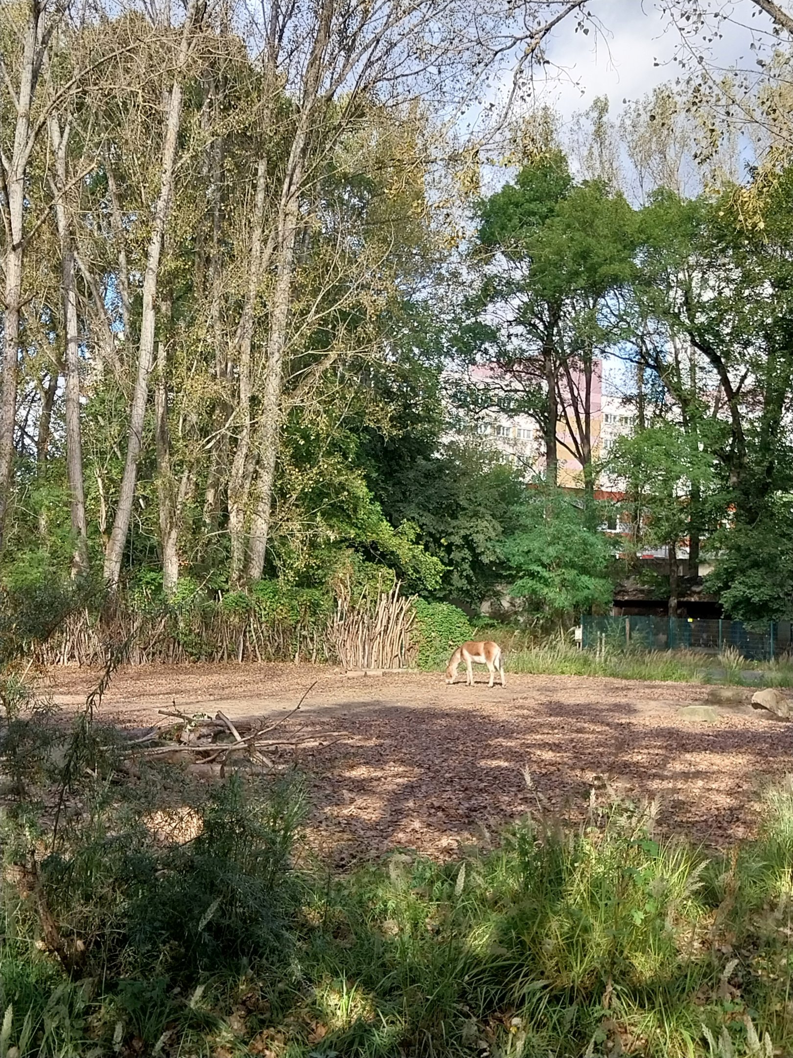 Eastern Kiang (Equus kiang holdereri)