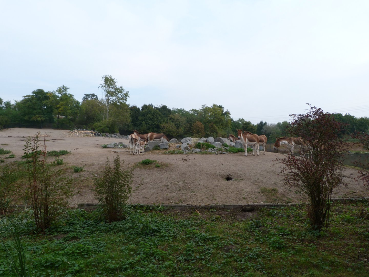 Eastern kiang exhibit -Tierpark Berlin (2024)