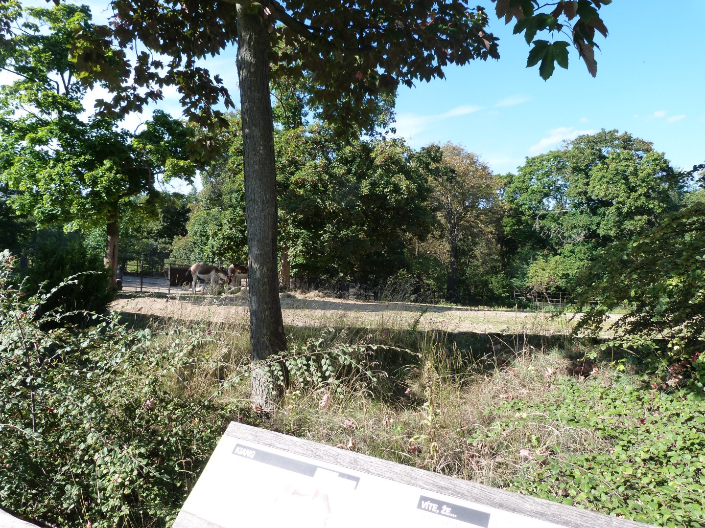 Eastern kiang exhibit -Zoo Praha (2025)