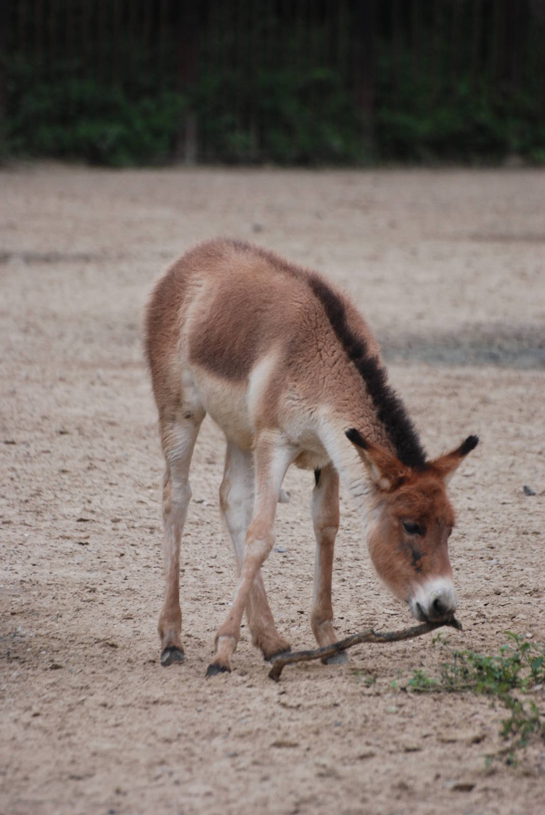 Eastern Kiang Foal at Tierpark Berlin, 30/08/11