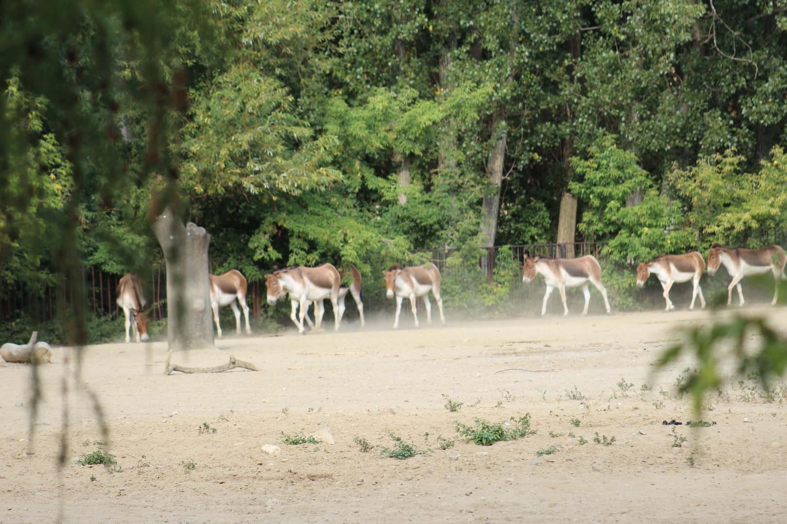 Eastern Kiang Herd