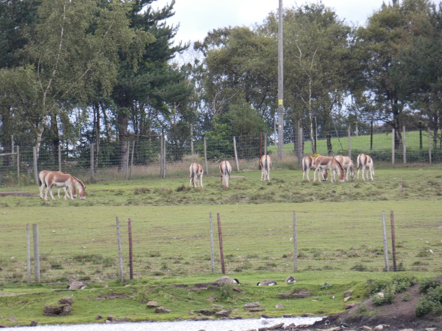 Eastern Kiang herd