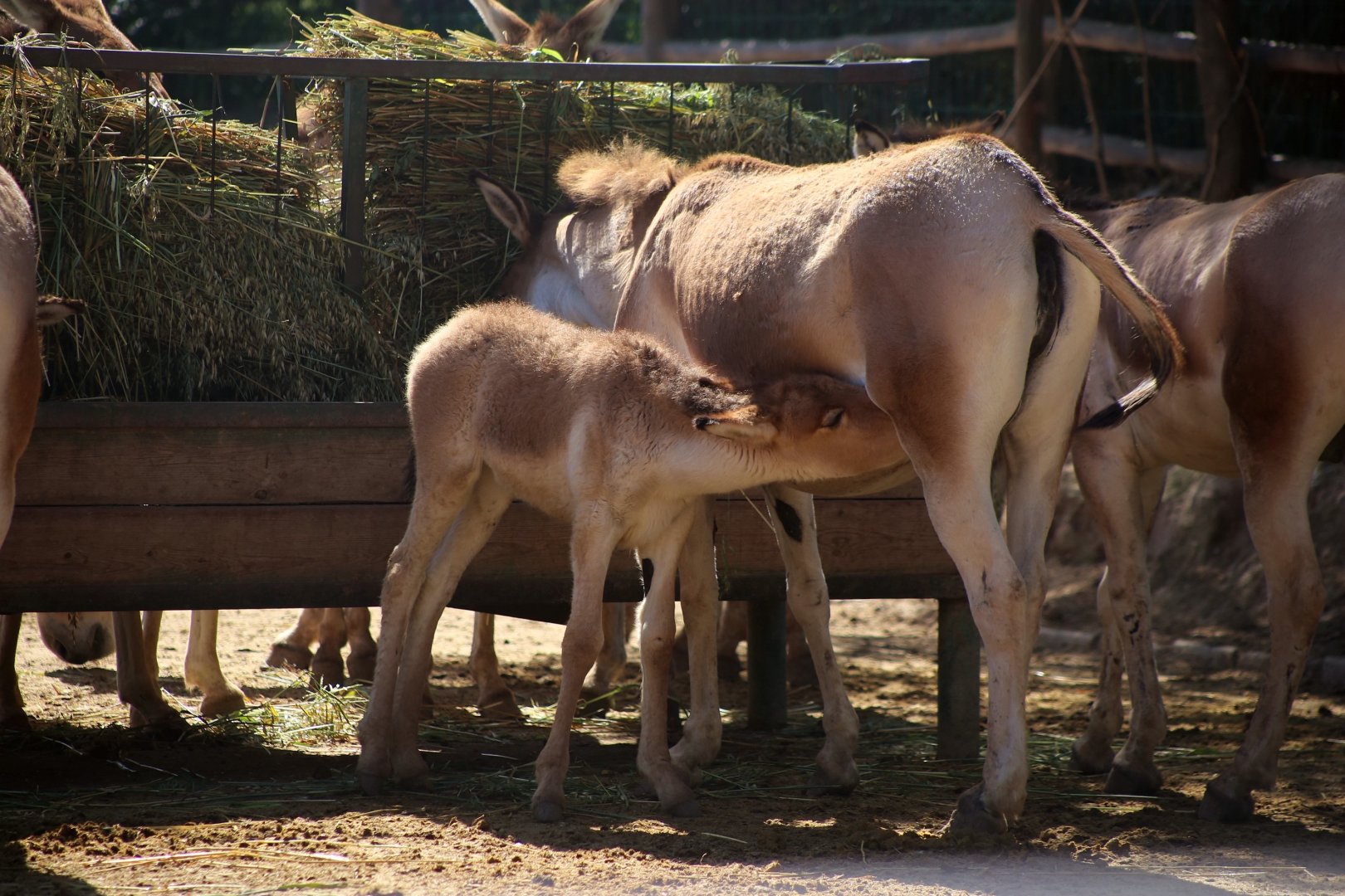 Eastern Kiang Nursing