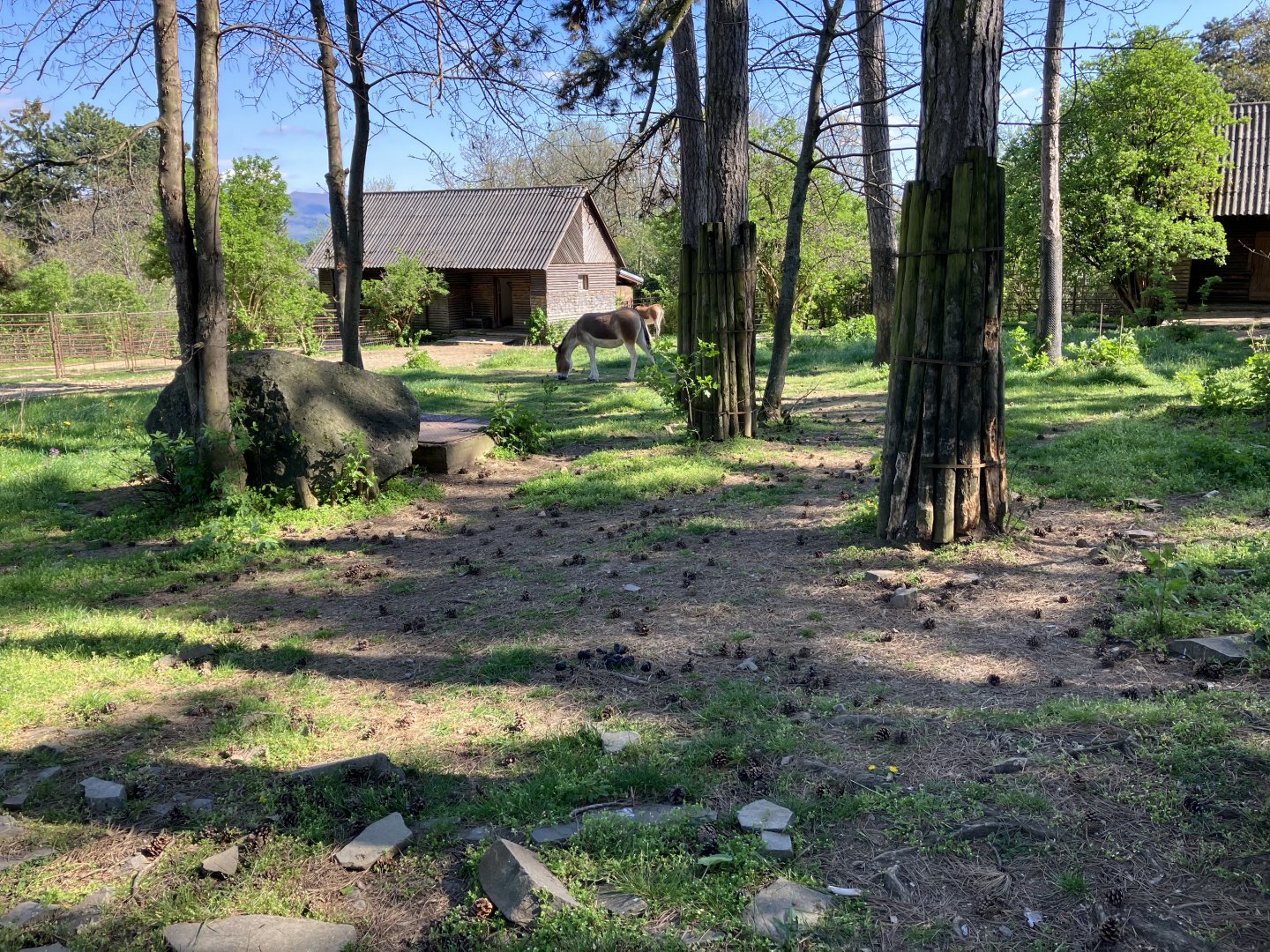 Eastern kiang paddock-09/2023