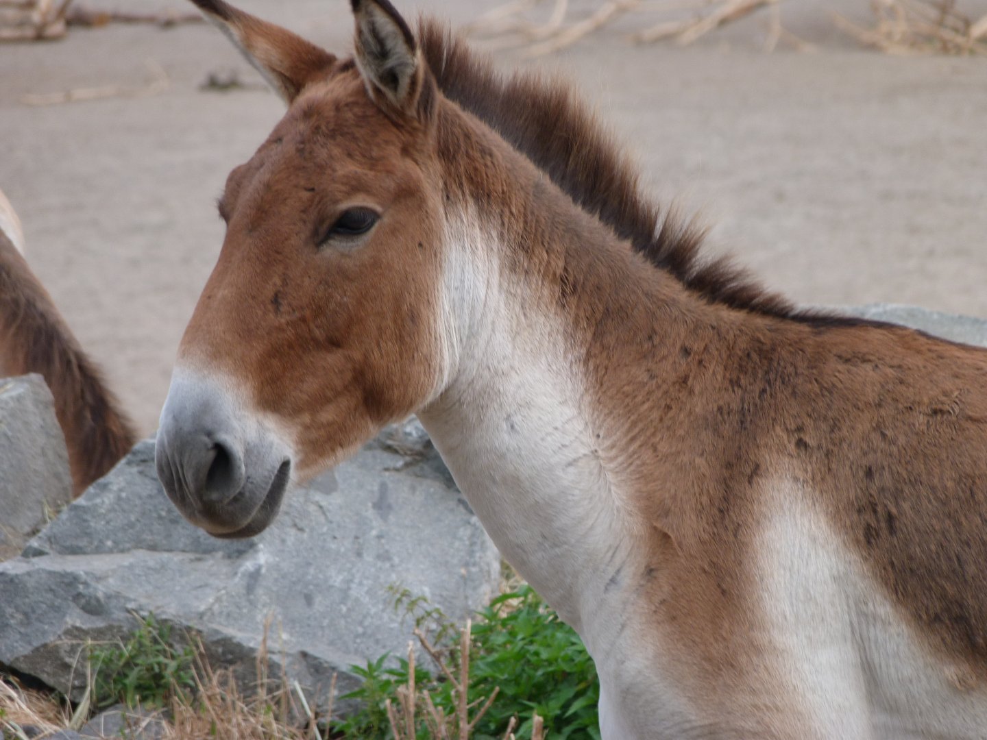 Eastern kiang -Tierpark Berlin (2024)