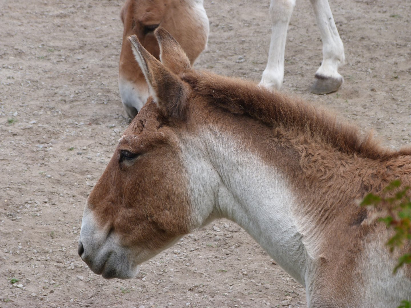 Eastern kiang -Tierpark Berlin (2024)