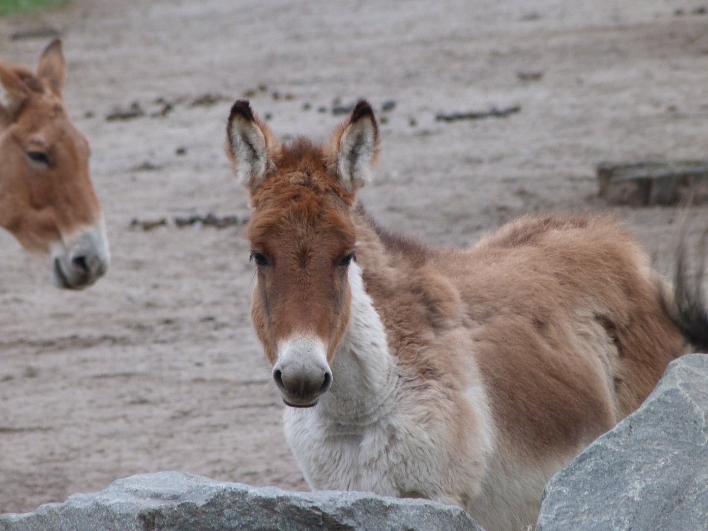 Eastern kiang -Tierpark Berlin (2024)