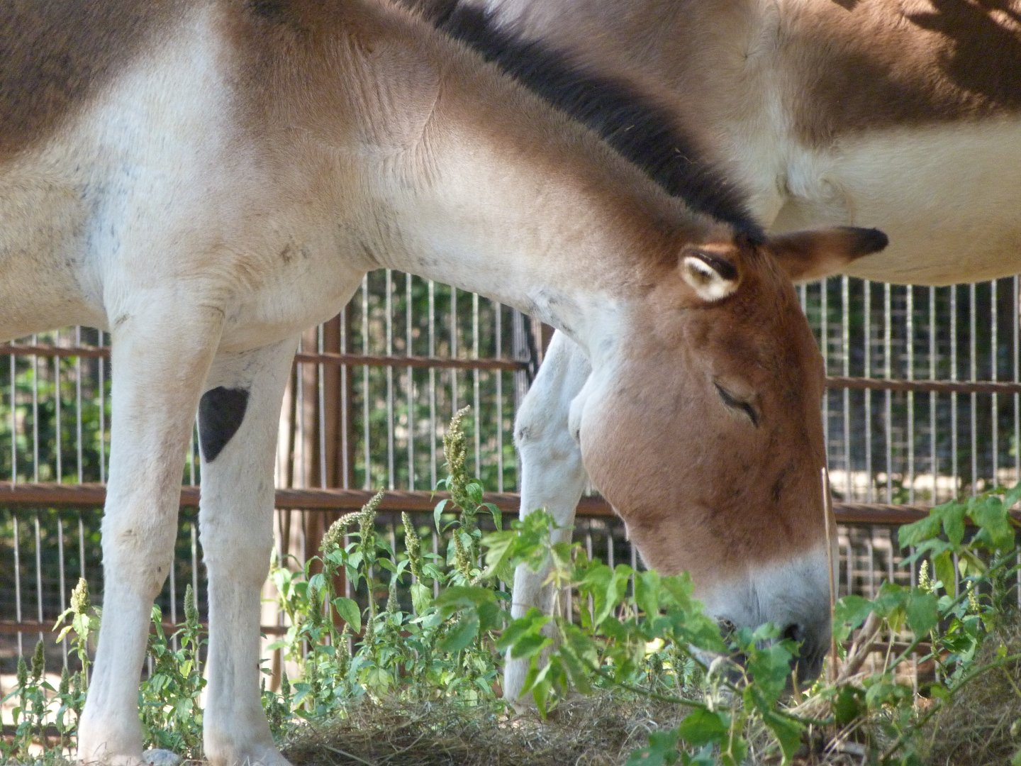 Eastern kiang -Zoo Praha (2025)