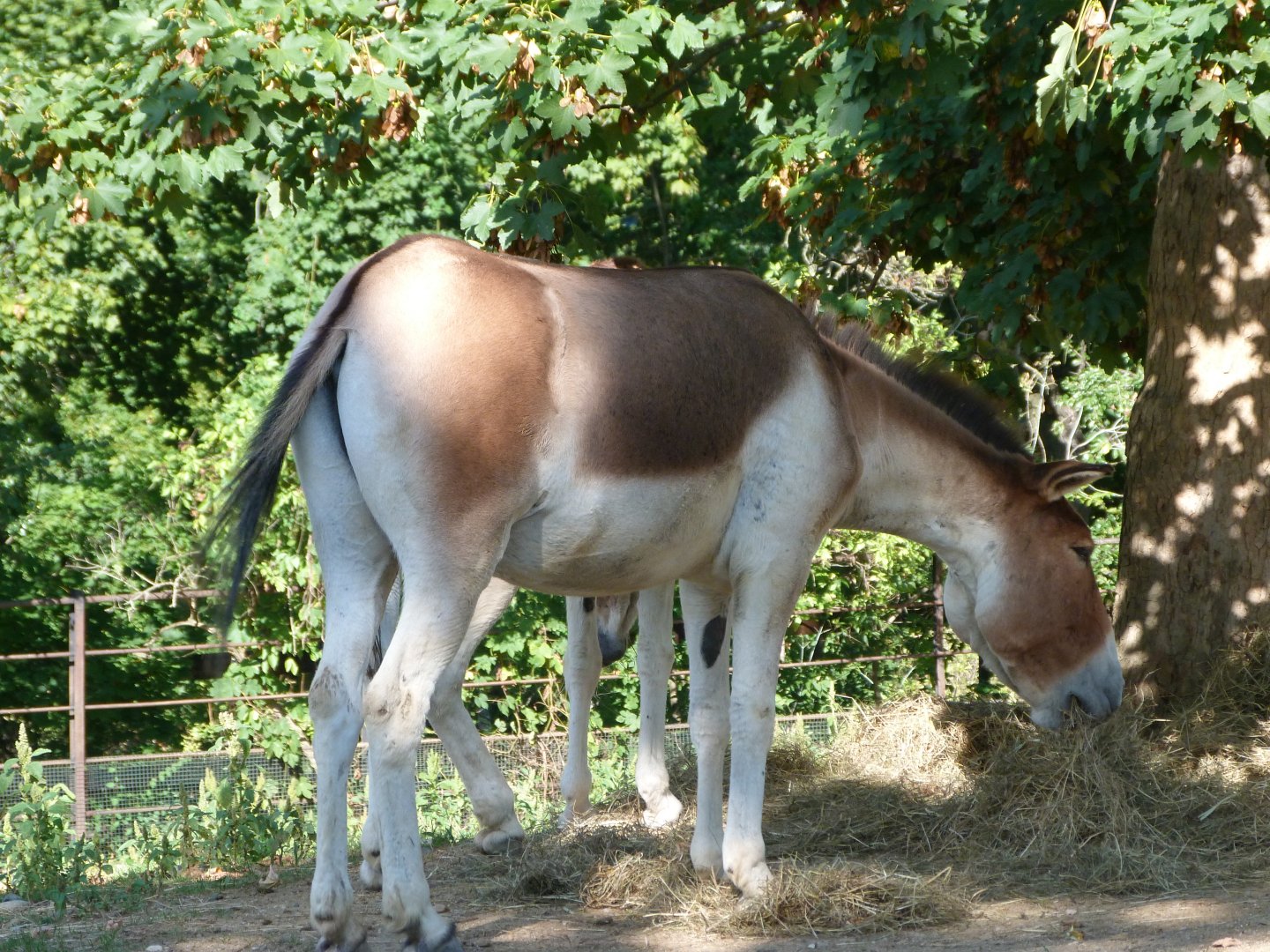 Eastern kiang -Zoo Praha (2025)
