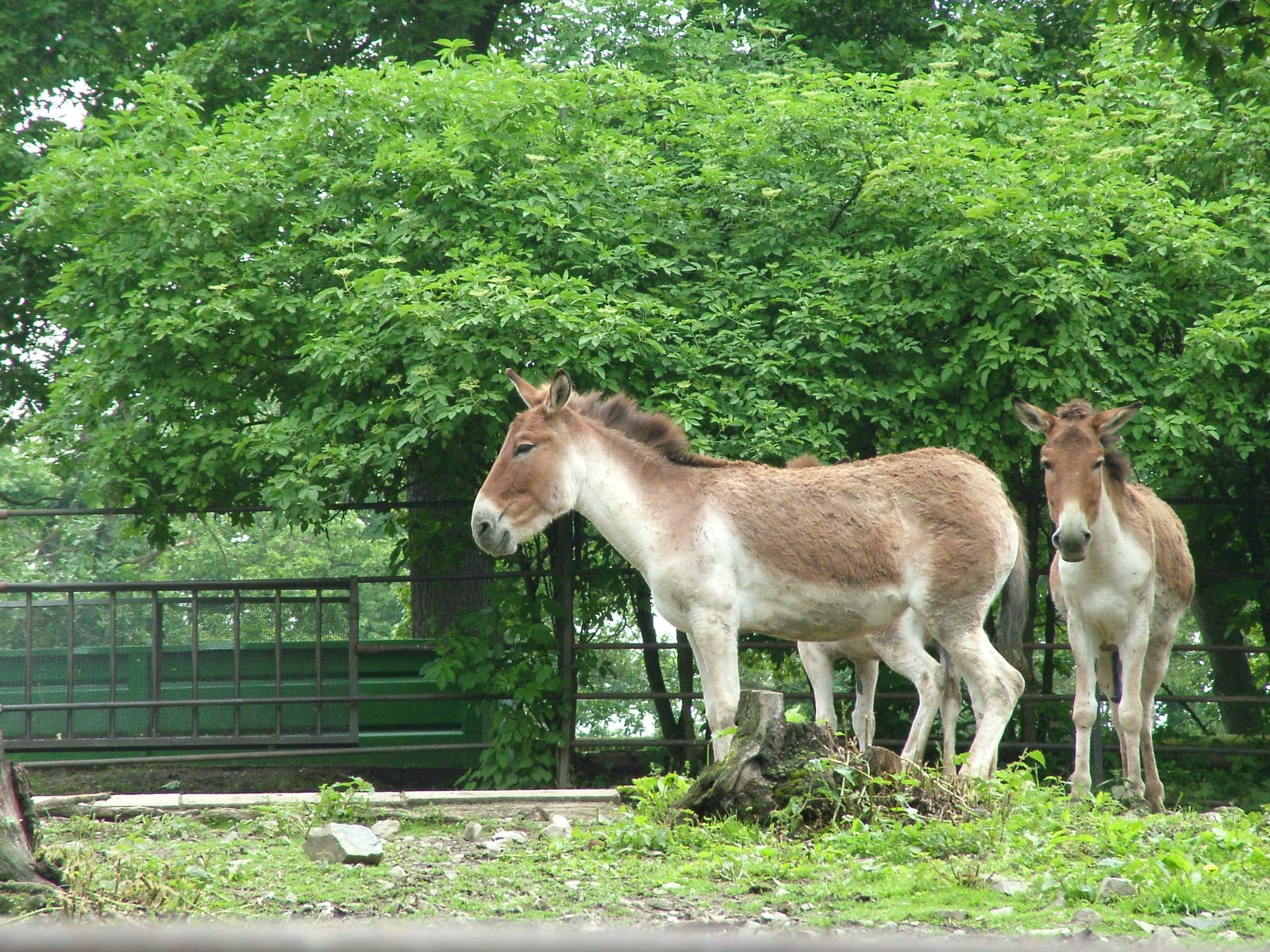 Eastern Kiangs at Brno, 27/05/10