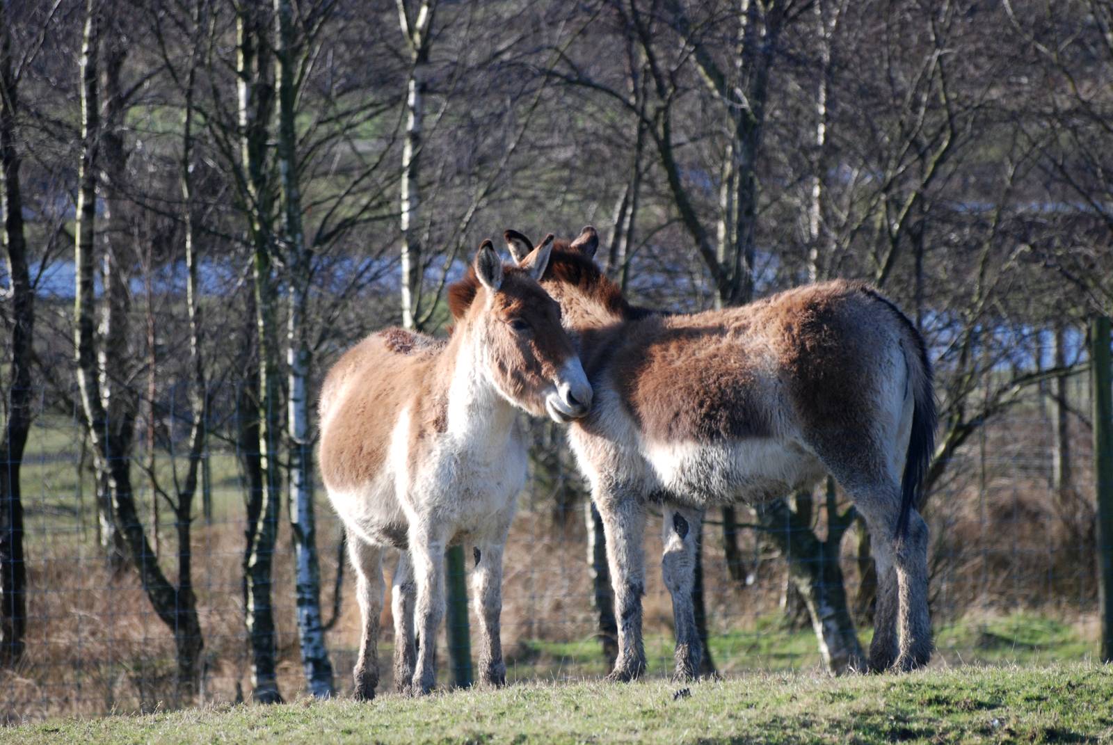 Eastern Kiangs at Knowsley, 01/02/15