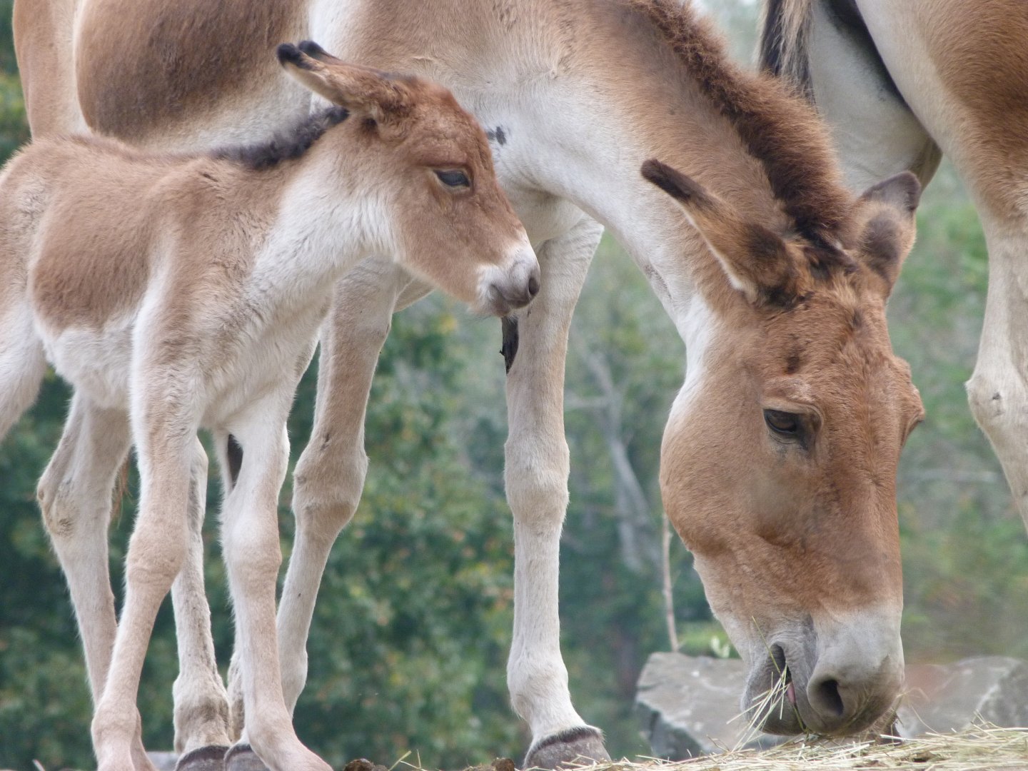Eastern kiangs -Tierpark Berlin (2024)