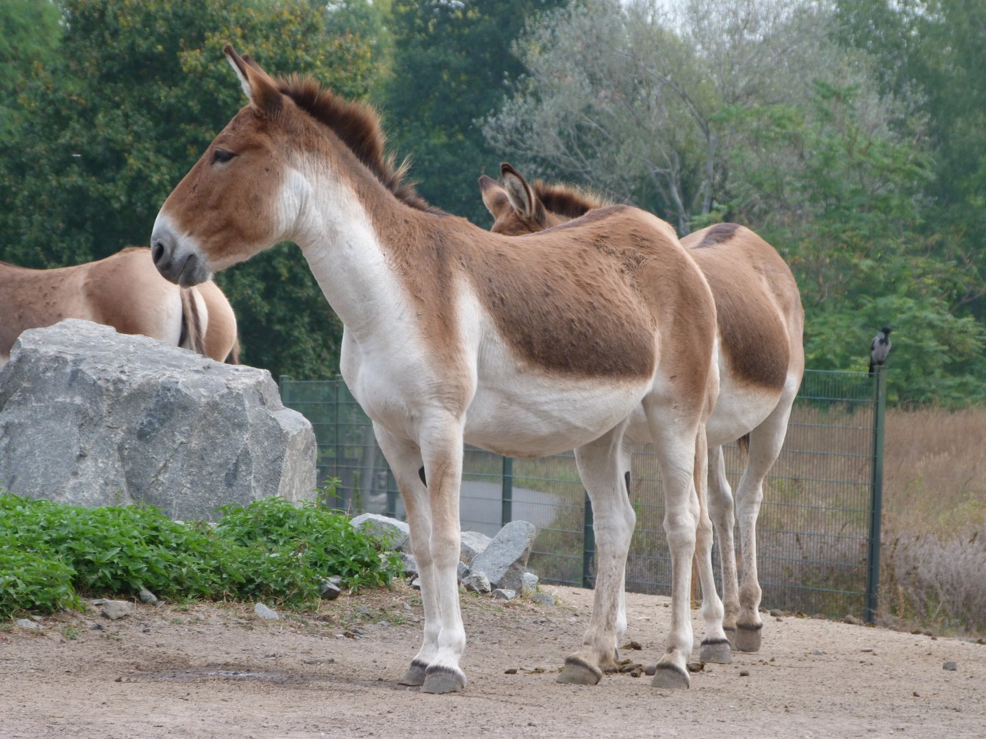 Eastern kiangs -Tierpark Berlin (2024)