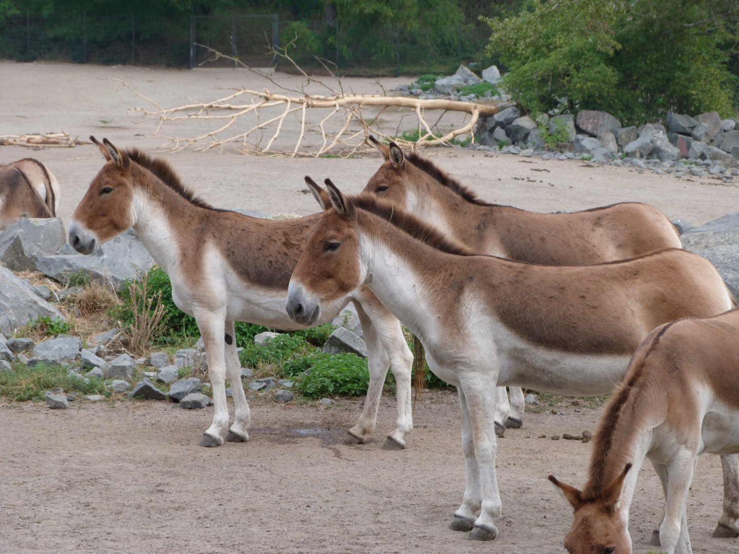 Eastern kiangs -Tierpark Berlin (2024)