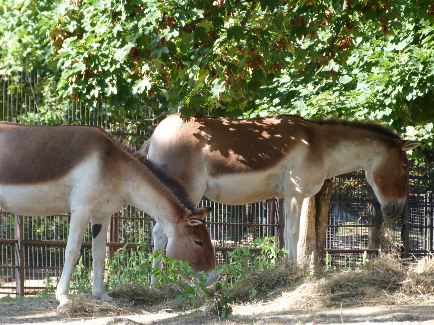 Eastern kiangs -Zoo Praha (2025)