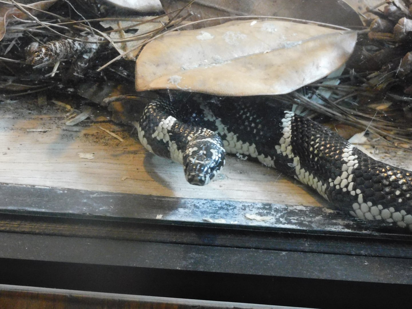 Eastern king snake