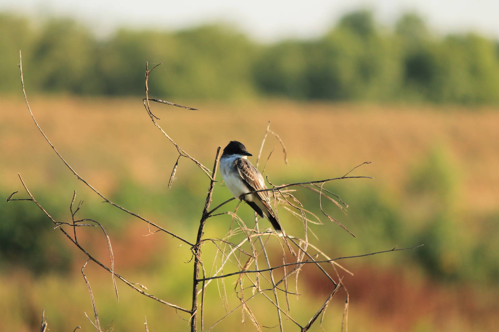 Eastern Kingbird