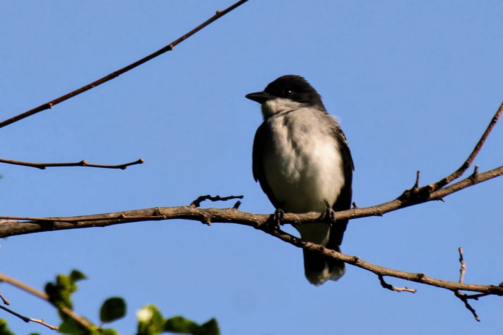 Eastern Kingbird