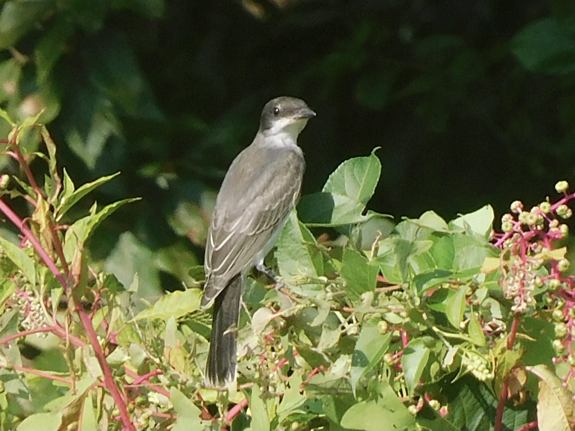 eastern kingbird