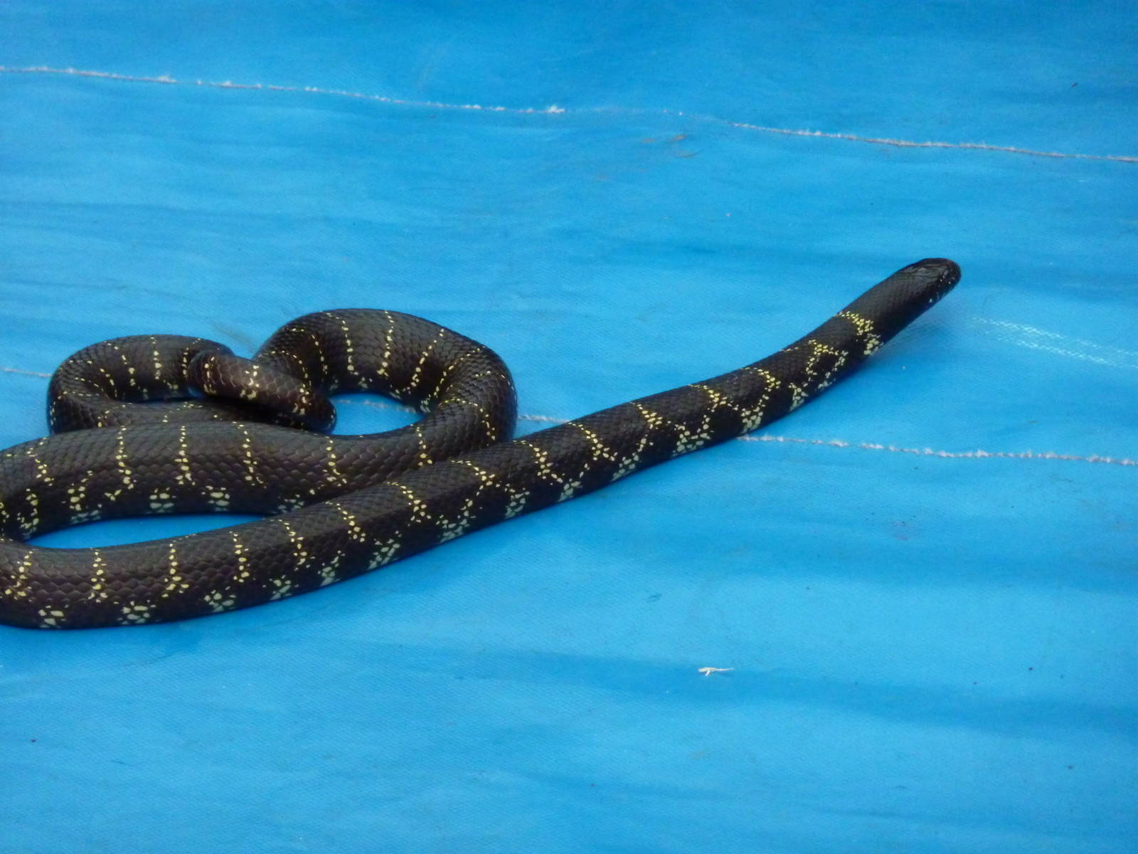 Eastern kingsnake in animal display