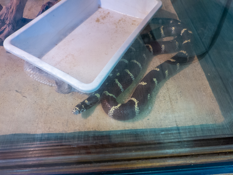 Eastern kingsnake / Lampropeltis getula