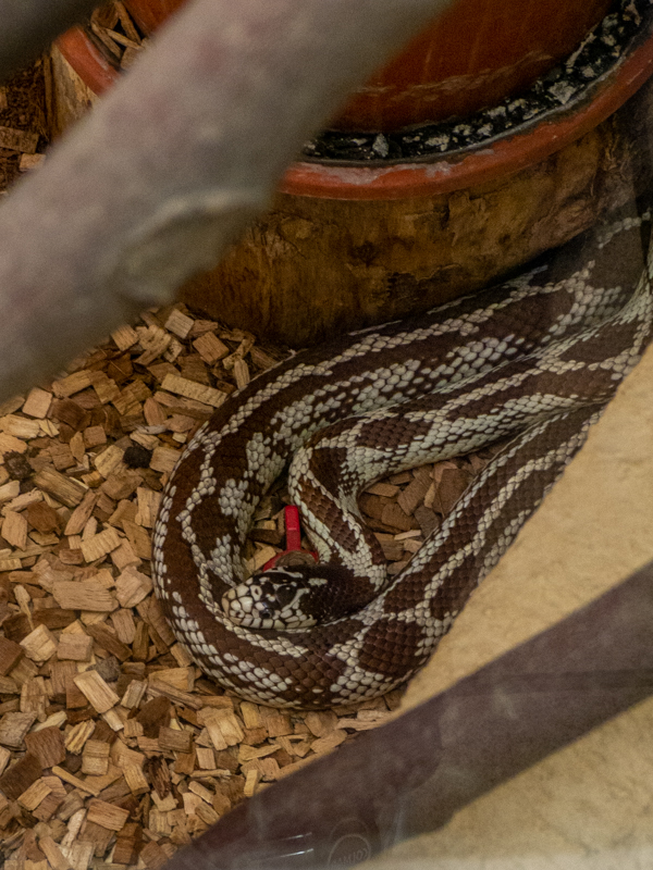 Eastern kingsnake (Lampropeltis getula)