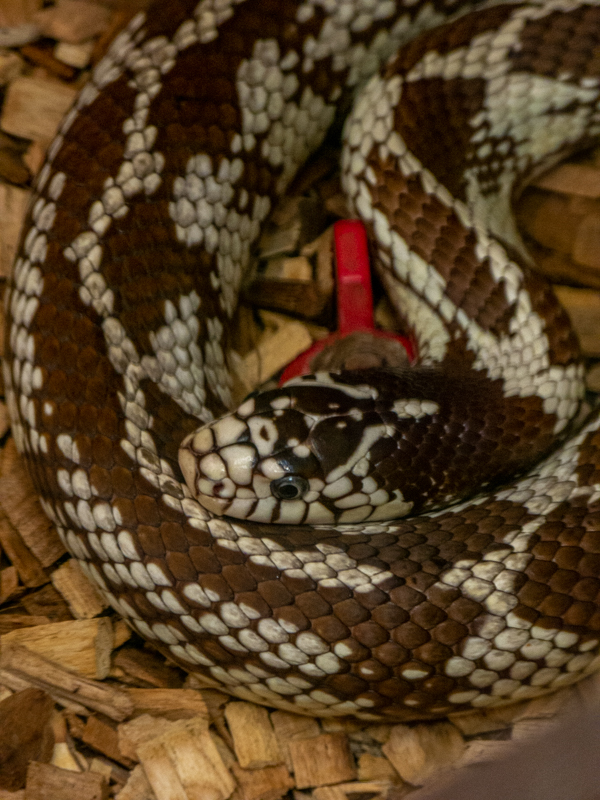 Eastern kingsnake (Lampropeltis getula)