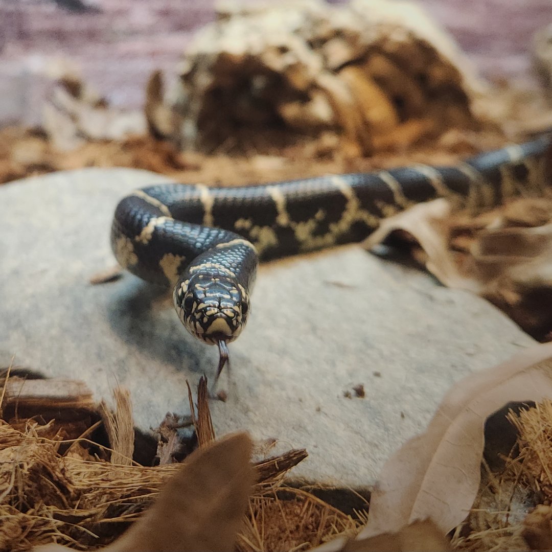 Eastern Kingsnake (Lampropeltis getula)