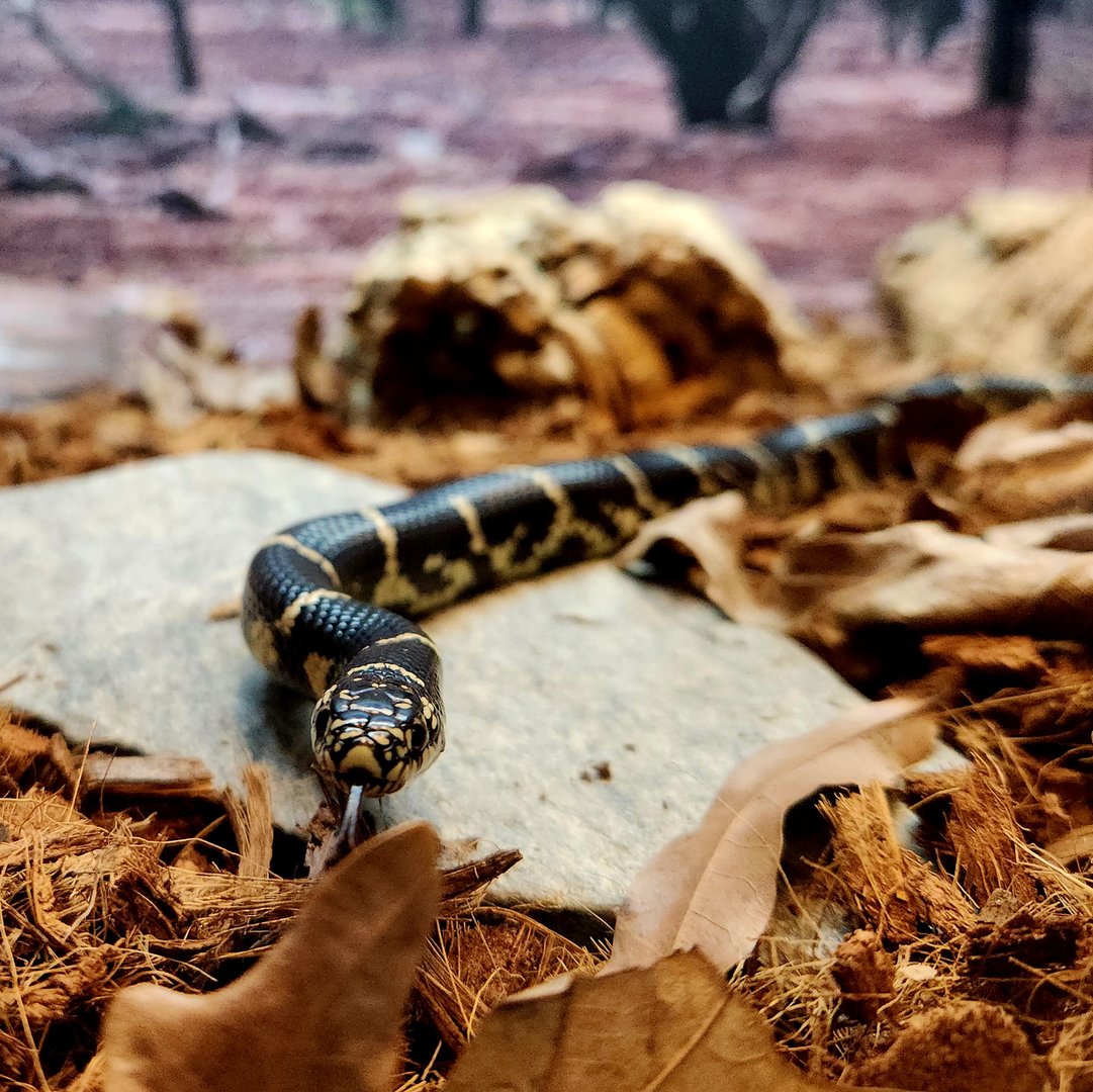 Eastern Kingsnake (Lampropeltis getula)