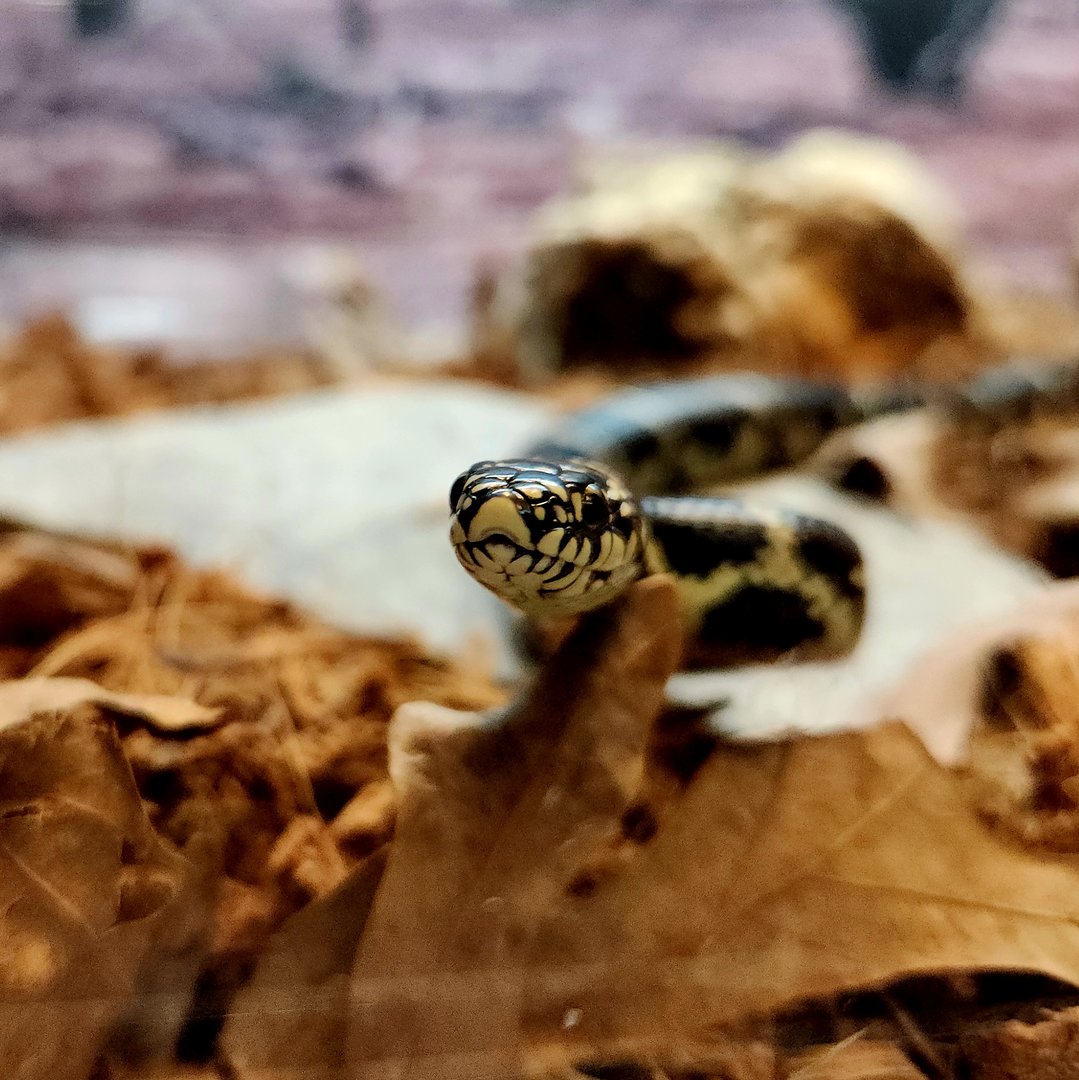 Eastern Kingsnake (Lampropeltis getula)