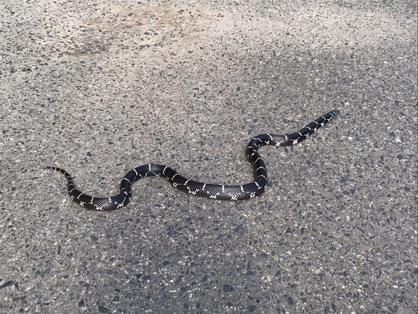 Eastern Kingsnake on Sidewalk