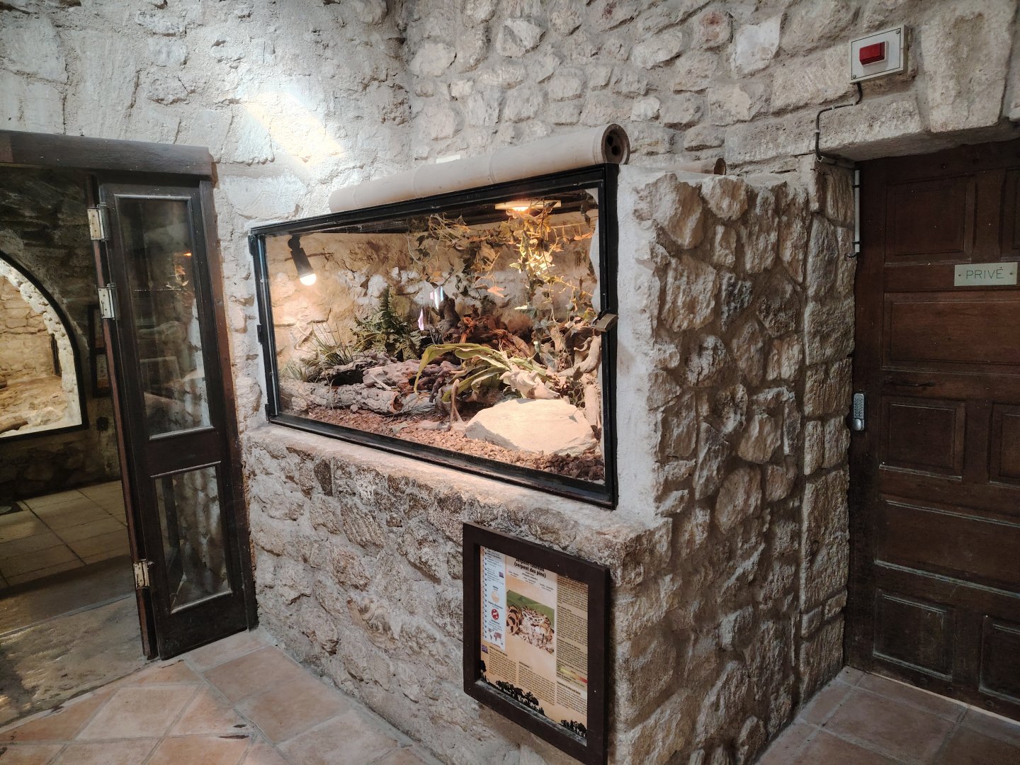 Eastern kingsnake Terrarium