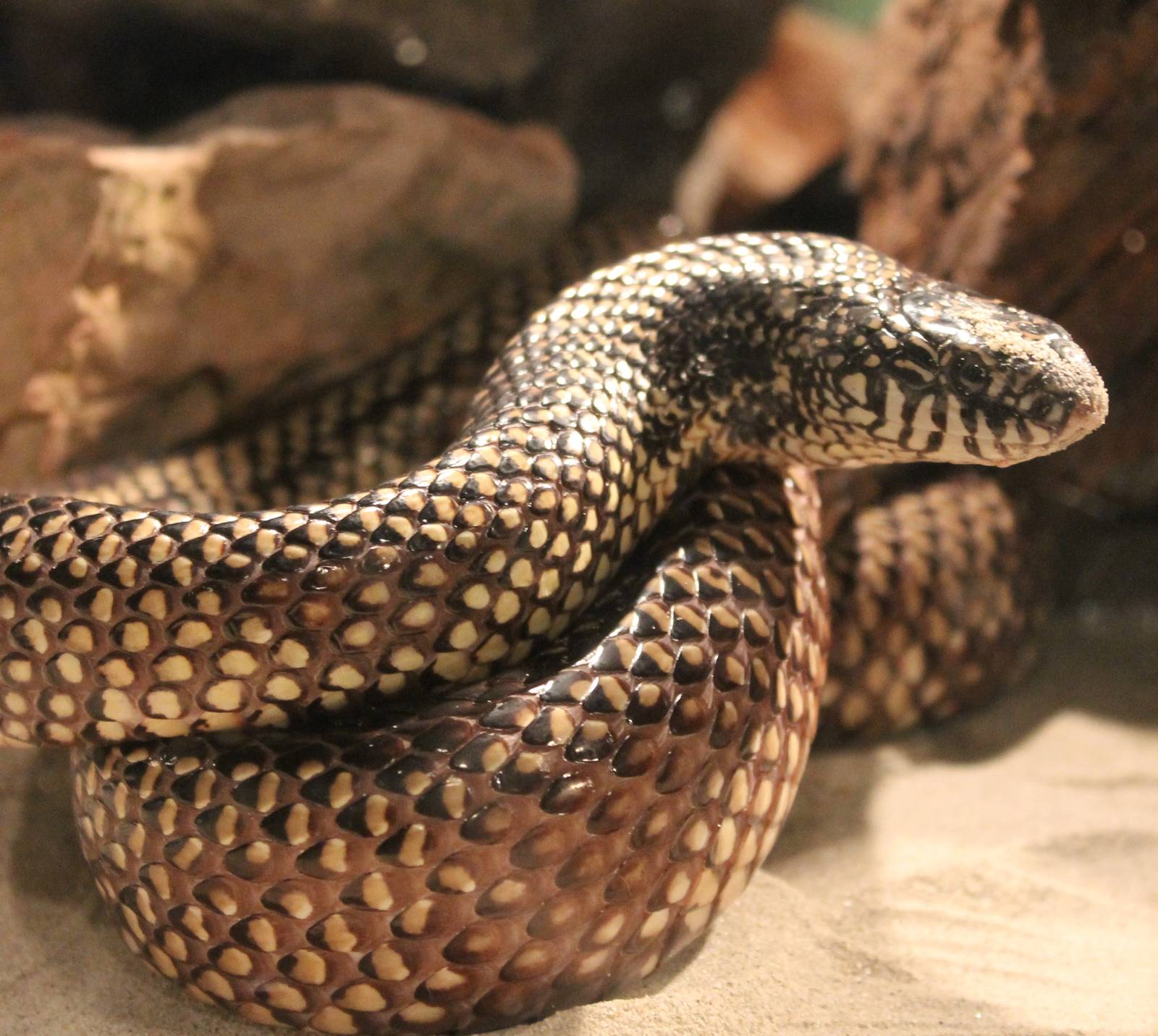 Eastern kingsnake