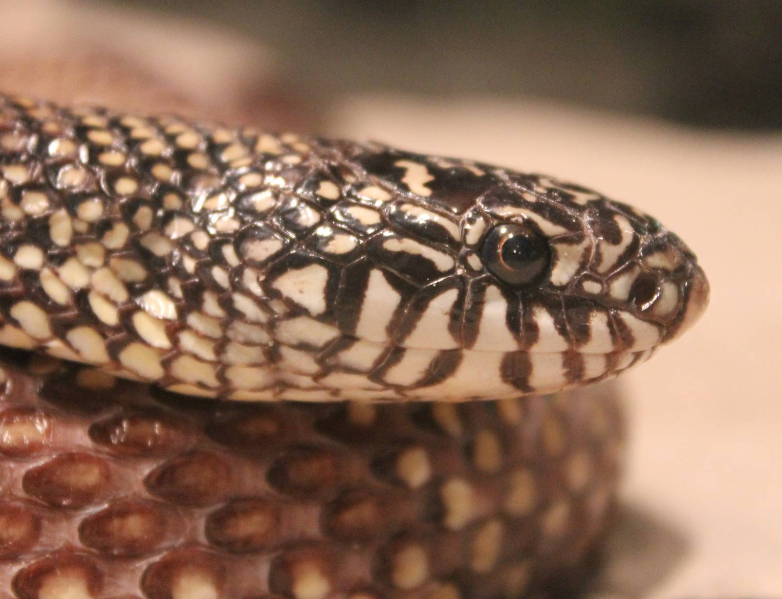 Eastern kingsnake