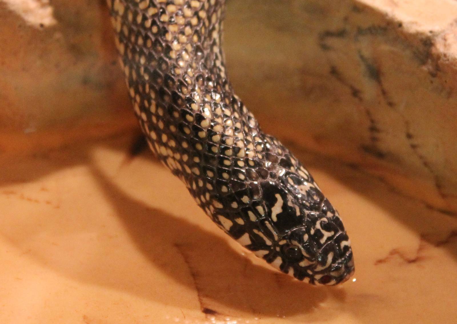 Eastern kingsnake