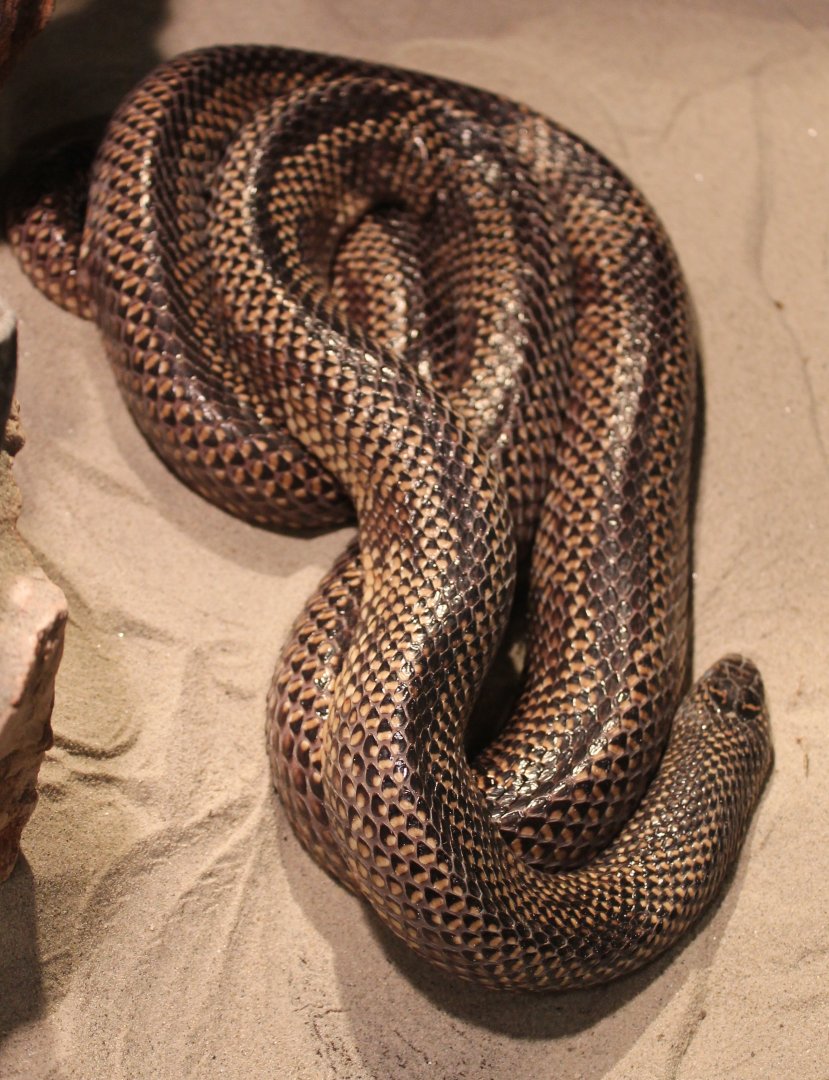Eastern kingsnake