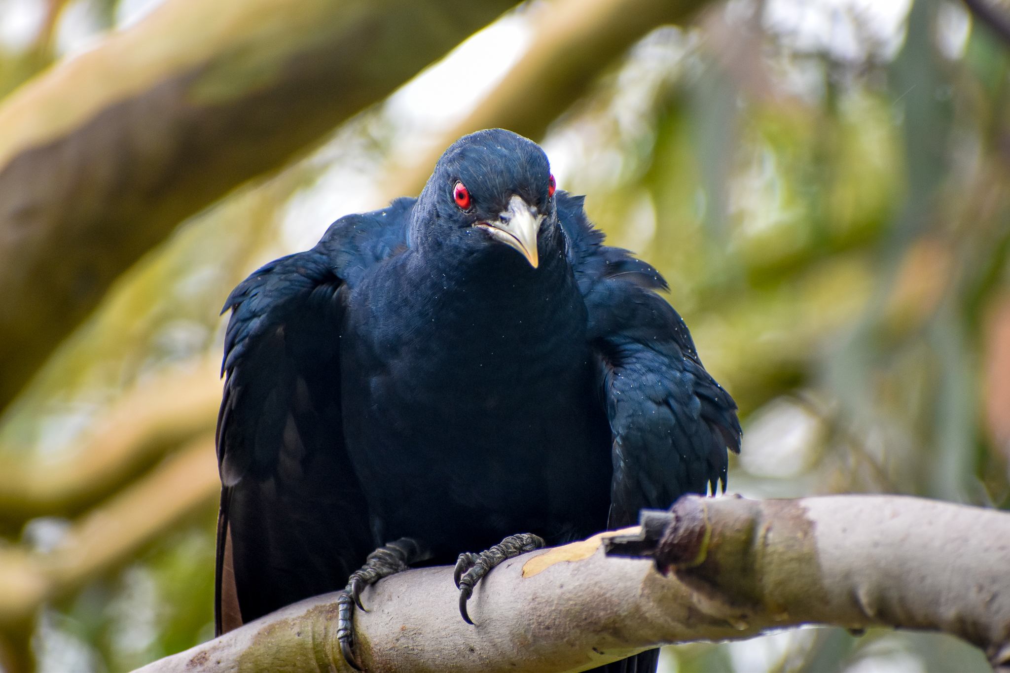 Eastern Koel (Eudynamys orientalis)