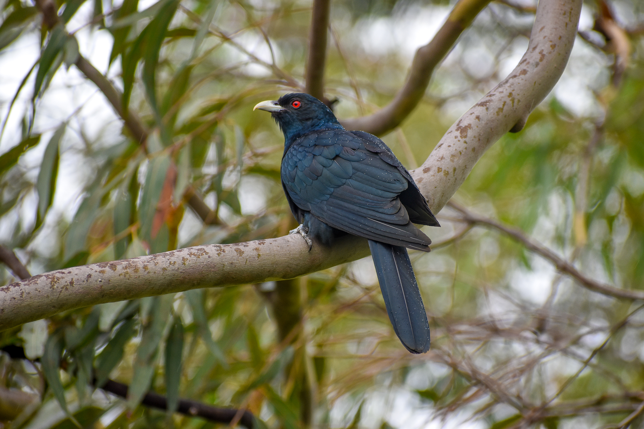 Eastern Koel (Eudynamys orientalis)