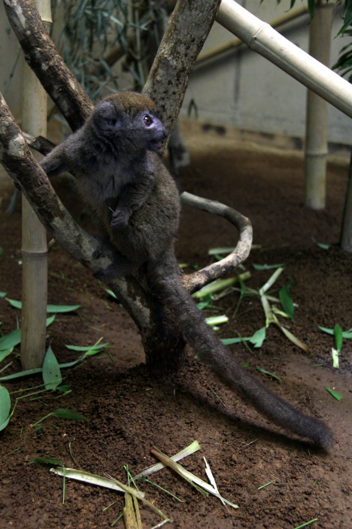 eastern lesser bamboo lemur (Hapalemur griseus)