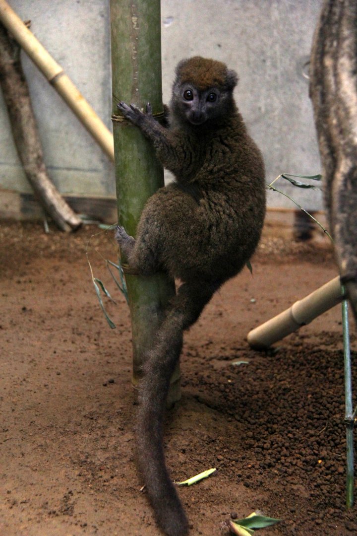eastern lesser bamboo lemur (Hapalemur griseus)