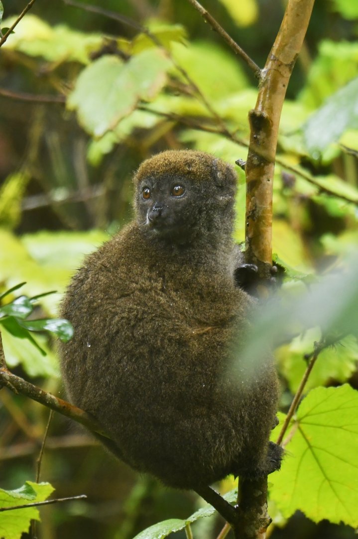 Eastern lesser bamboo lemur (Hapalemur griseus)