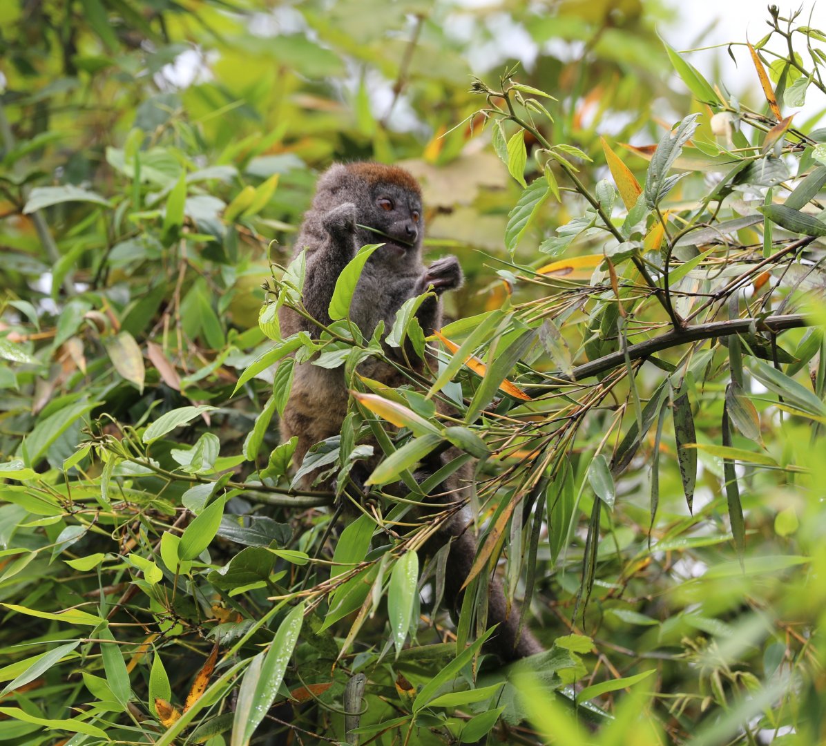 eastern lesser bamboo lemur (Hapalemur griseus)
