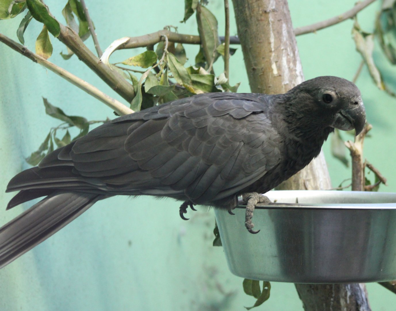 Eastern lesser vasa parrot