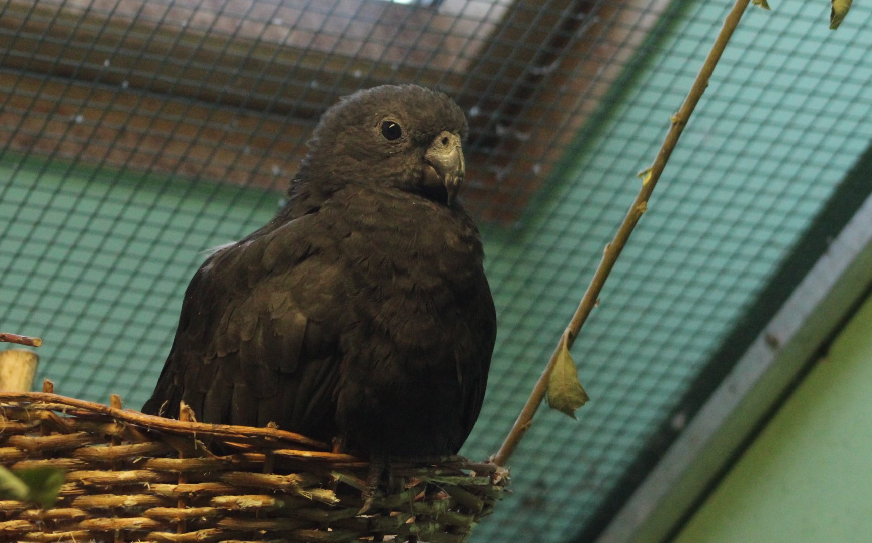 Eastern lesser vasa parrot